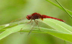 Crocothemis servilia