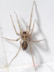 Tegenaria