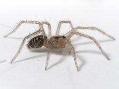 Tegenaria