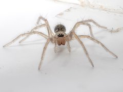 Tegenaria
