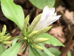 Gentiana villosa