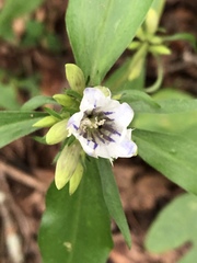 Gentiana villosa