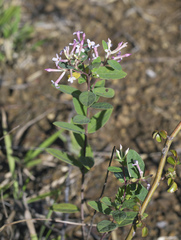 Wikstroemia ganpi