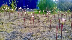 Zephyranthes fosteri