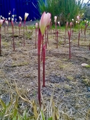 Zephyranthes fosteri