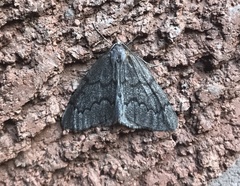 Nepytia pellucidaria