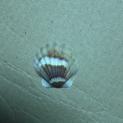 Flexopecten glaber ponticus