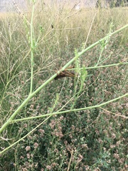 Entomophaga