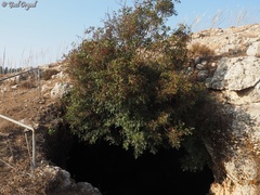 Pistacia terebinthus palaestina