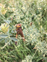 Entomophaga