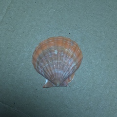 Flexopecten glaber ponticus