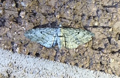 Eupithecia interruptofasciata