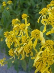 Verbesina alternifolia