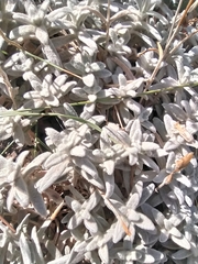 Cerastium biebersteinii