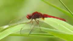 Crocothemis servilia