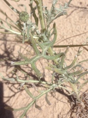 Cirsium pitcheri