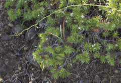 Juniperus rigida