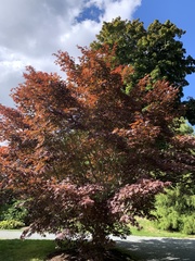 Acer