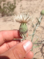 Cirsium pitcheri