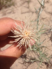 Cirsium pitcheri