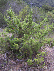 Juniperus rigida