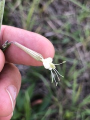 Silene multiflora
