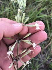 Silene multiflora
