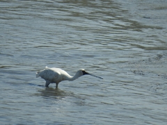 Platalea minor