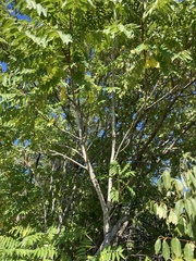 Ailanthus altissima