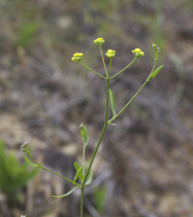 Bupleurum stenophyllum