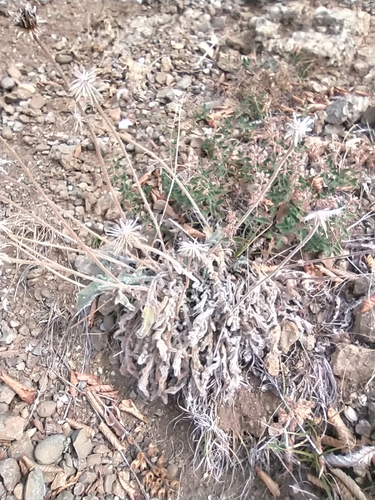 Image of Leontodon Biscutellifolius (Leontodon biscutellifolius) by no rights reserved