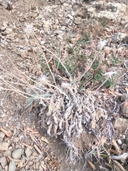 Leontodon biscutellifolius