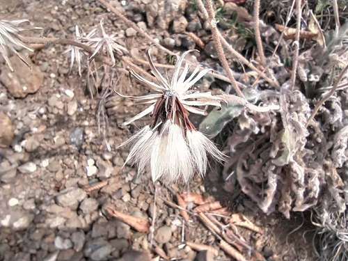 Image of Leontodon Biscutellifolius (Leontodon biscutellifolius) by no rights reserved