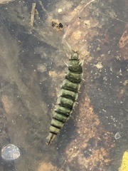 Athericidae