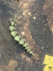 Athericidae