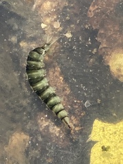 Athericidae