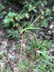 Scirpus georgianus