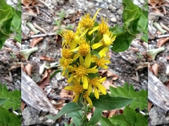 Solidago virgaurea taurica