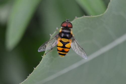 Transverse-banded Flower Fly photo 5