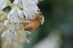 Apis mellifera
