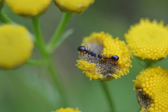 Dolichoderus plagiatus