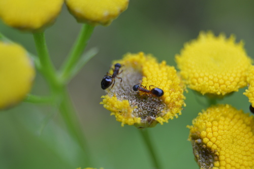 Mottled Odorous Ant photo 2