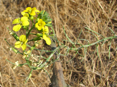 Erysimum capitatum angustatum