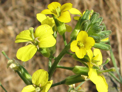 Erysimum capitatum angustatum
