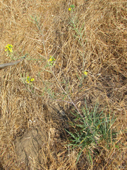 Erysimum capitatum angustatum
