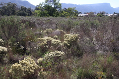 Phylica pubescens