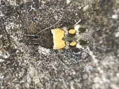 Triclonella determinatella