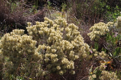 Phylica pubescens