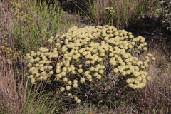 Phylica pubescens