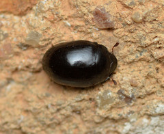 Nosodendron unicolor